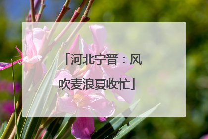 河北宁晋：风吹麦浪夏收忙